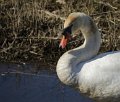 Langs de Tjonger 17-3-2016-05